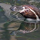 Humboldt Pinguin mit Spiegelbild