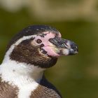 Humboldt-Pinguin Portrait - Spheniscus humboldti