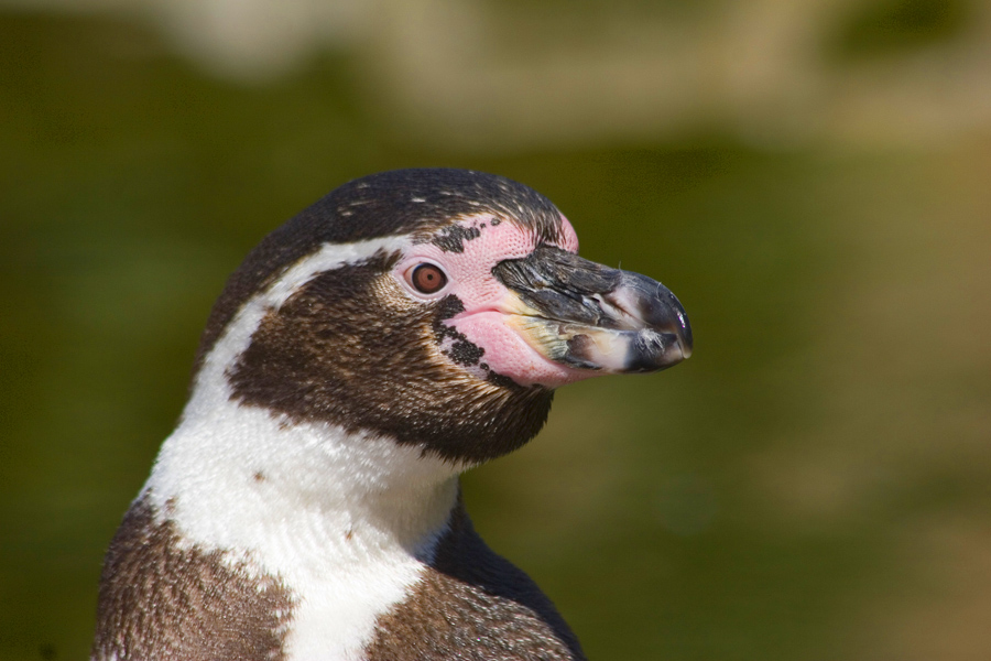 Humboldt-Pinguin Portrait - Spheniscus humboldti