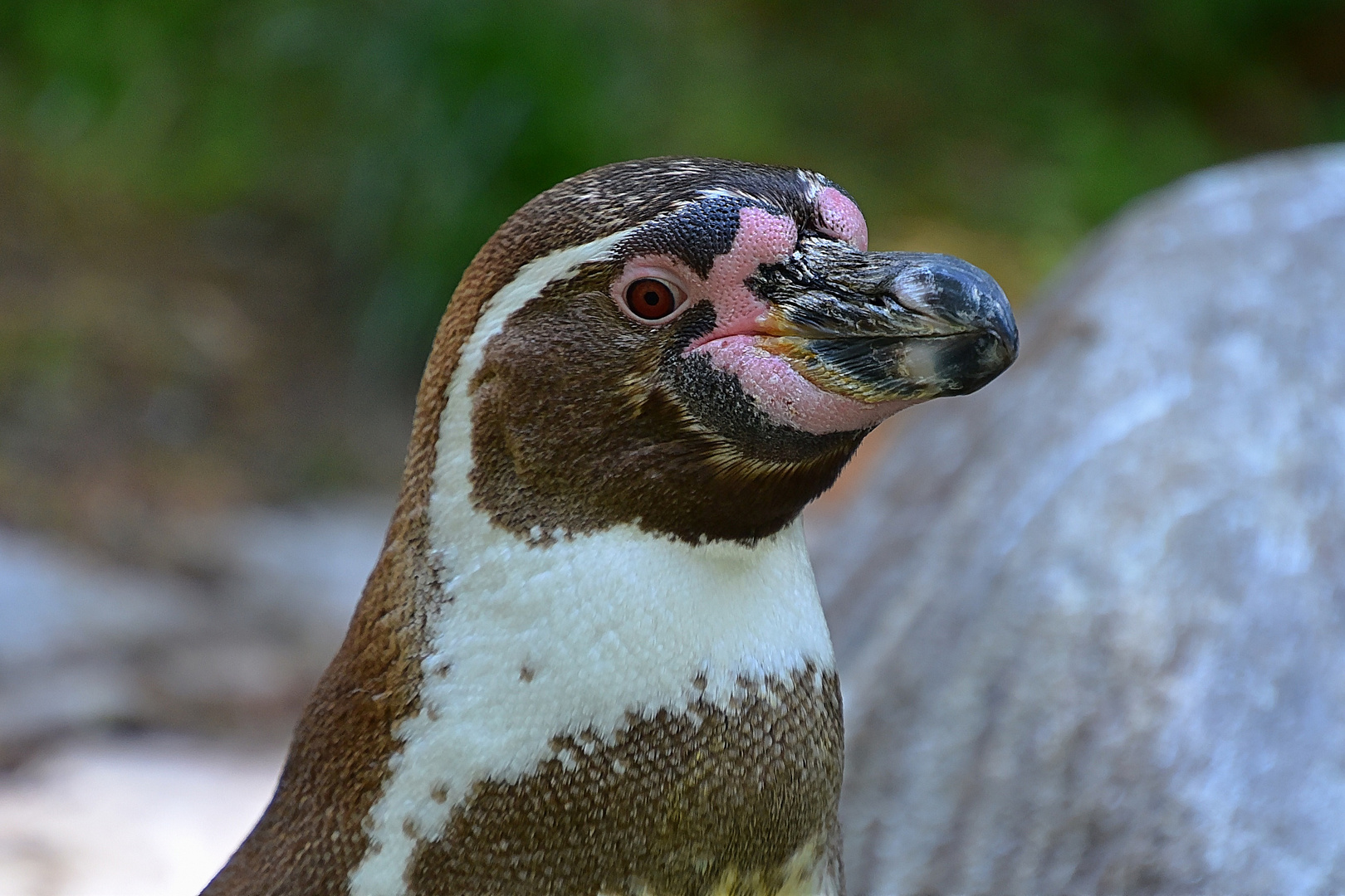 Humboldt-Pinguin (Spheniscus humboldti)