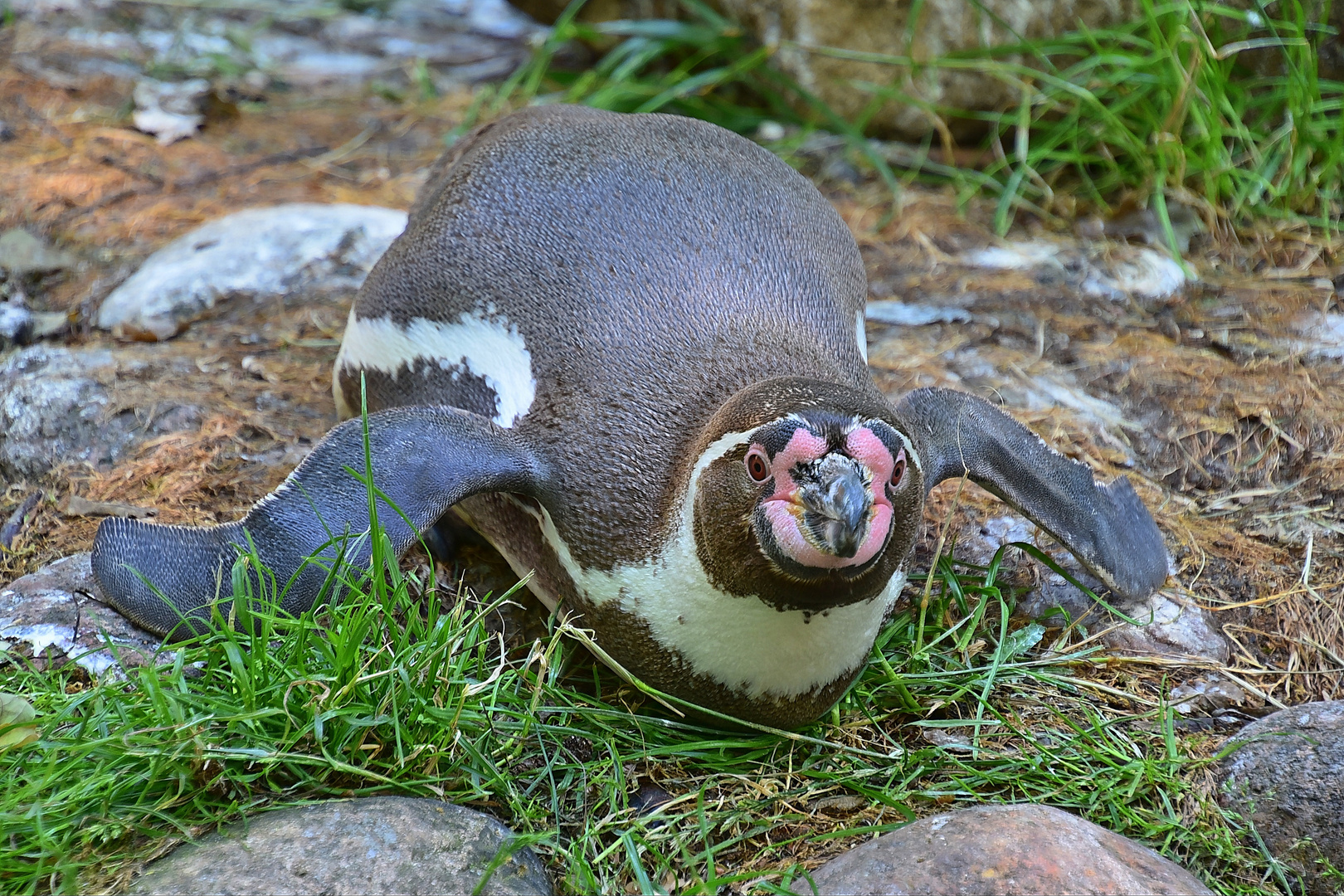 Humboldt-Pinguin (Spheniscus humboldti)