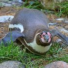 Humboldt-Pinguin (Spheniscus humboldti)