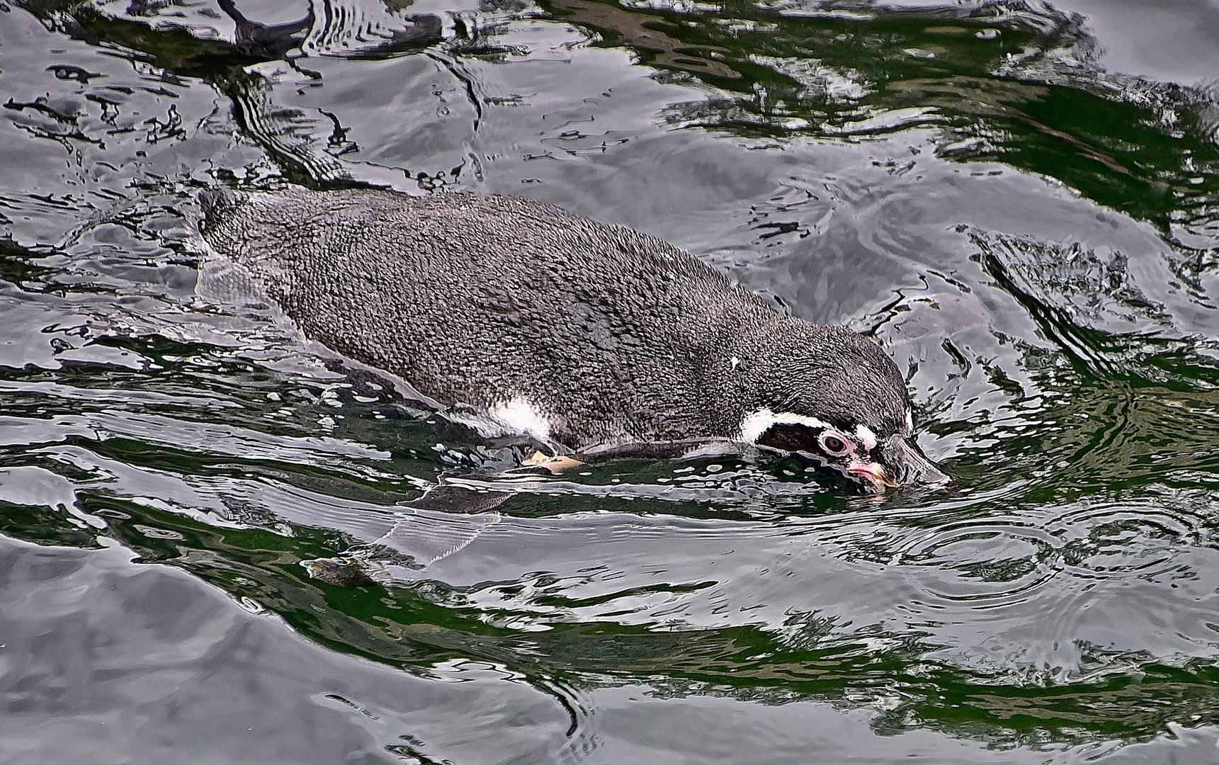 Humboldt-Pinguin (Spheniscus humboldti)