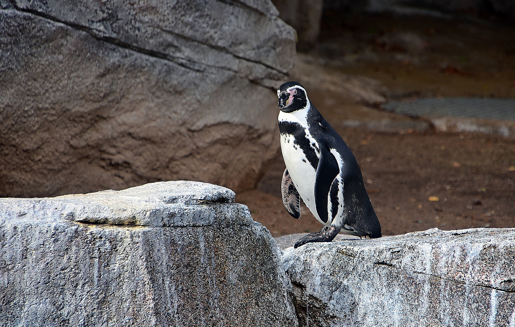 Humboldt-Pinguin (Spheniscus humboldti)