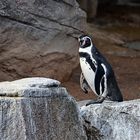 Humboldt-Pinguin (Spheniscus humboldti)