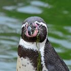 Humboldt-Pinguin (Spheniscus humboldti)