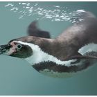 Humboldt-Pinguin (Spheniscus humboldti)