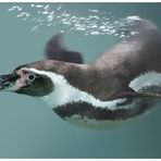 Humboldt-Pinguin (Spheniscus humboldti)