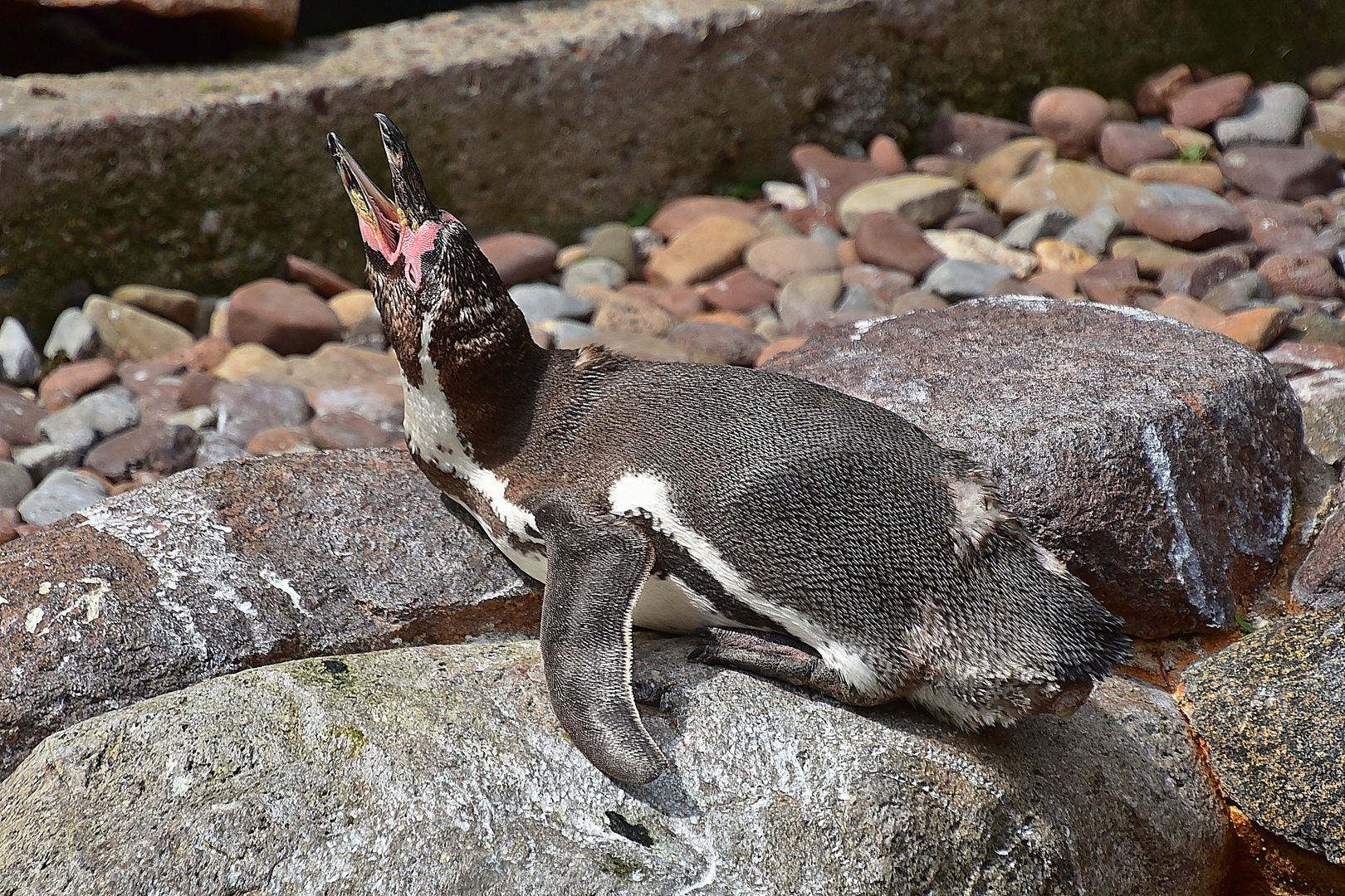 Humboldt-Pinguin (Spheniscus humboldti)