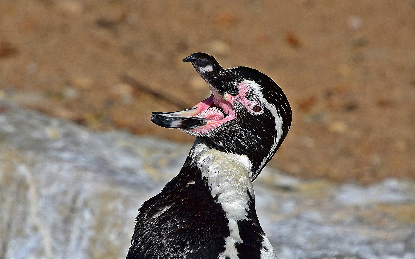 Humboldt-Pinguin (Spheniscus humboldti)