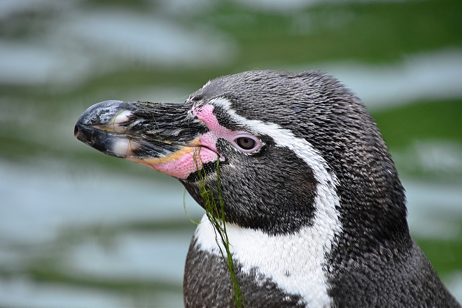 Humboldt-Pinguin (Spheniscus humboldti)