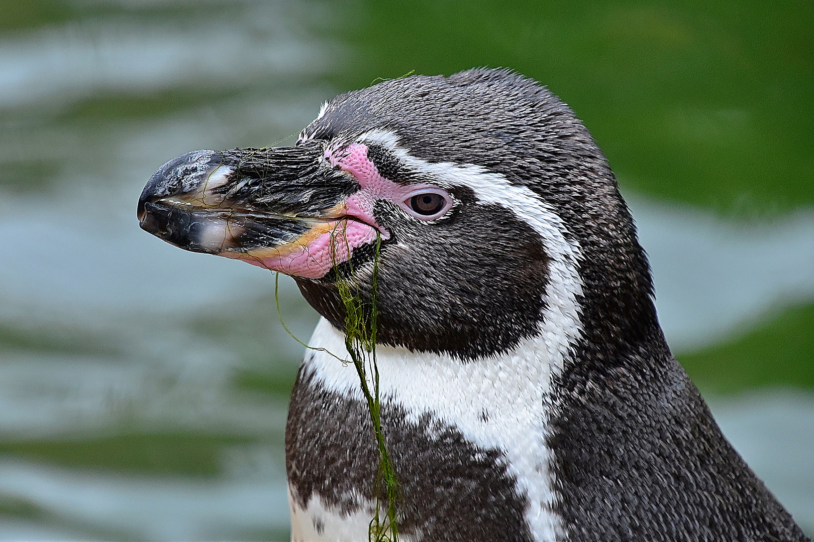 Humboldt-Pinguin (Spheniscus humboldti)