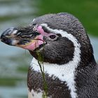 Humboldt-Pinguin (Spheniscus humboldti)