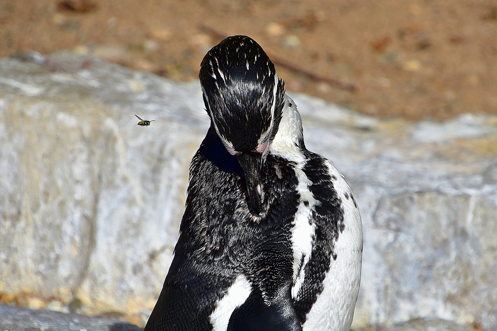 Humboldt-Pinguin (Spheniscus humboldti)