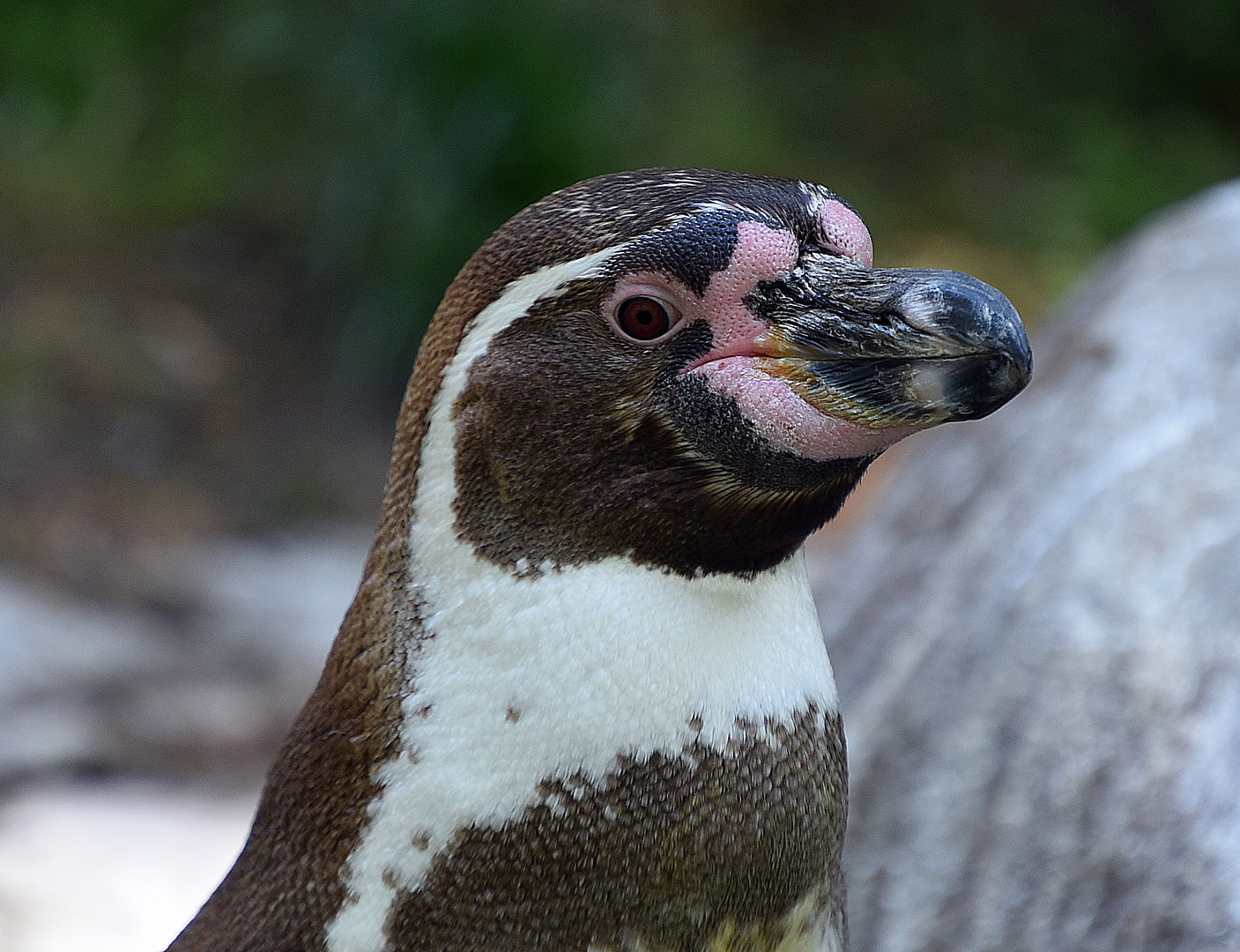 Humboldt-Pinguin (Spheniscus humboldti)