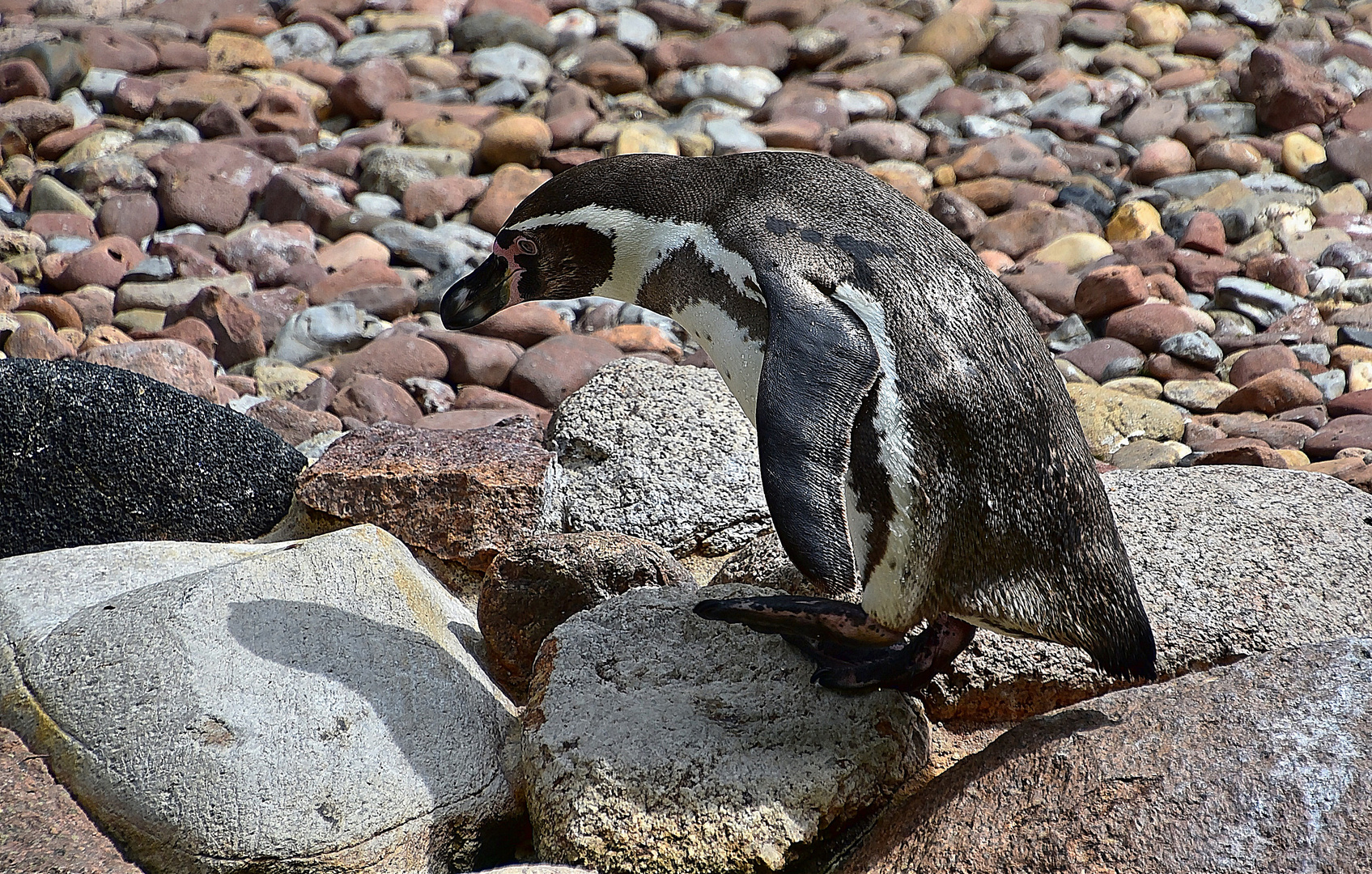 Humboldt-Pinguin (Spheniscus humboldti)