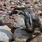 Humboldt-Pinguin (Spheniscus humboldti)