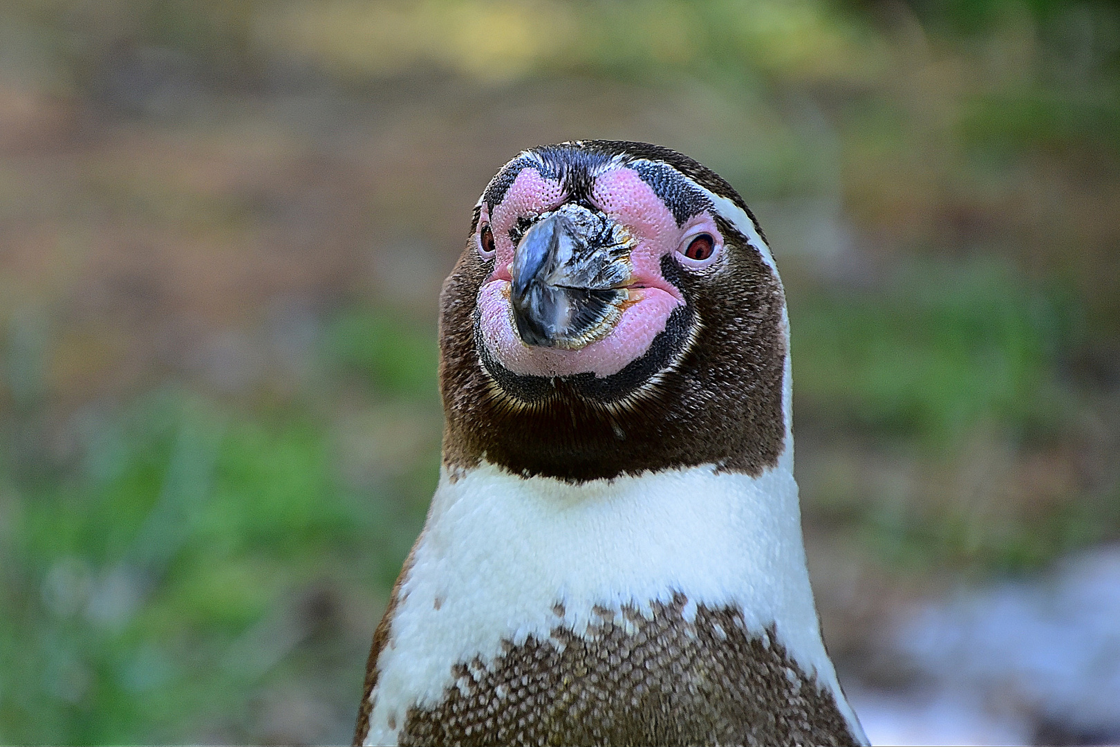 Humboldt-Pinguin (Spheniscus humboldti)