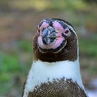 Humboldt-Pinguin (Spheniscus humboldti)