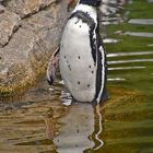 Humboldt-Pinguin (Spheniscus humboldti)