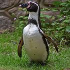 Humboldt-Pinguin (Spheniscus humboldti)