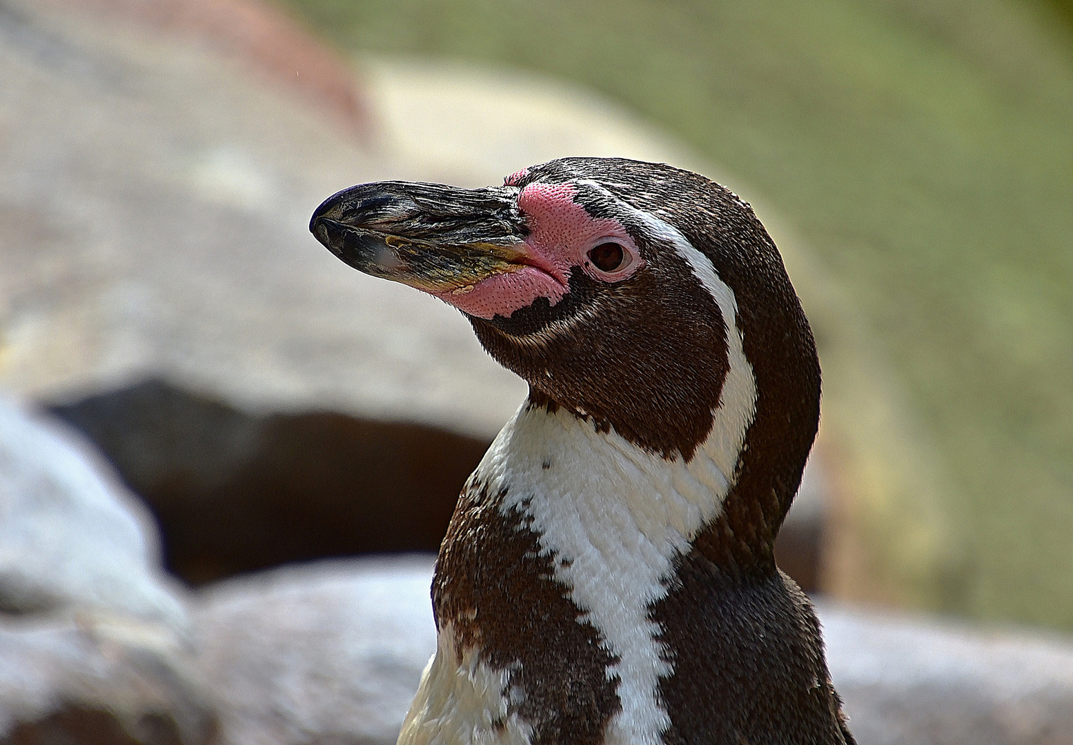 Humboldt-Pinguin (Spheniscus humboldti)