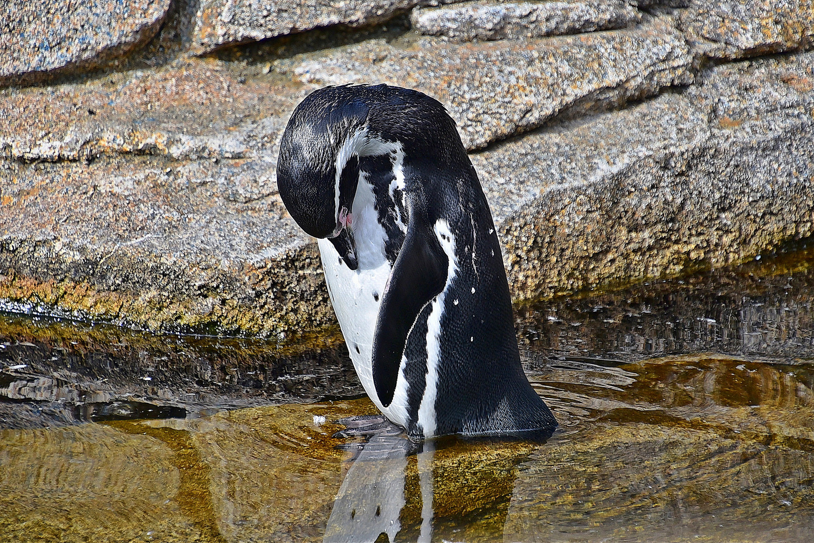 Humboldt-Pinguin (Spheniscus humboldti)