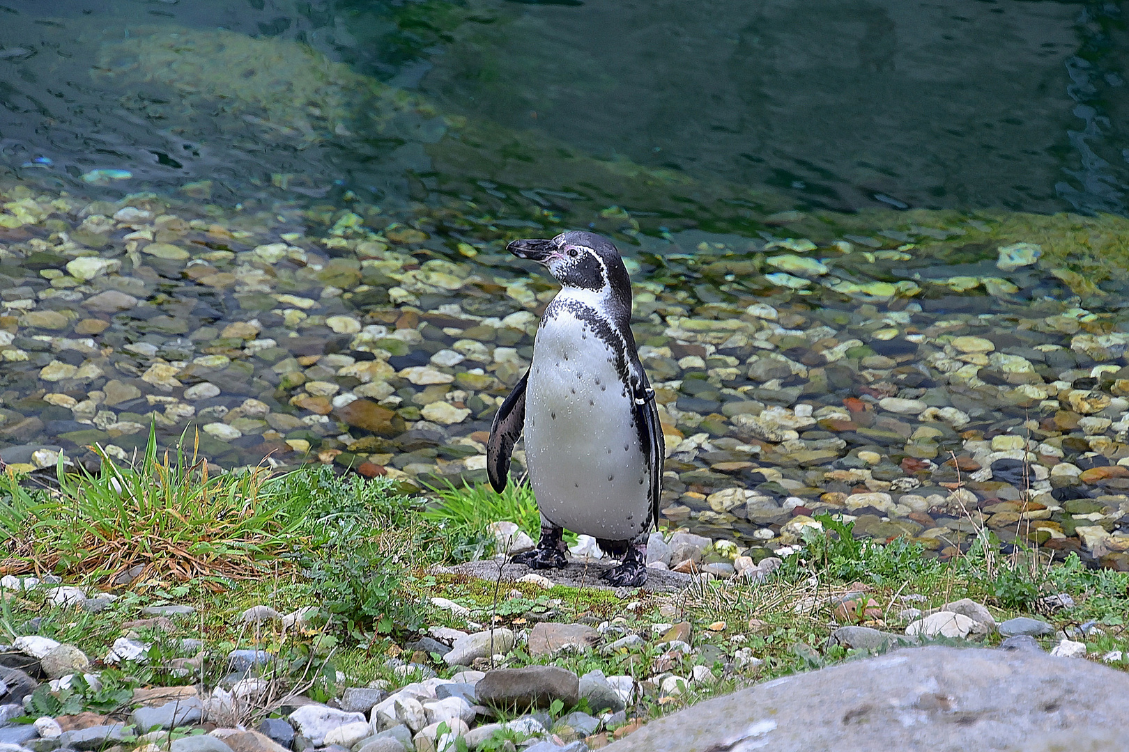 Humboldt-Pinguin (Spheniscus humboldti)