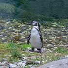 Humboldt-Pinguin (Spheniscus humboldti)