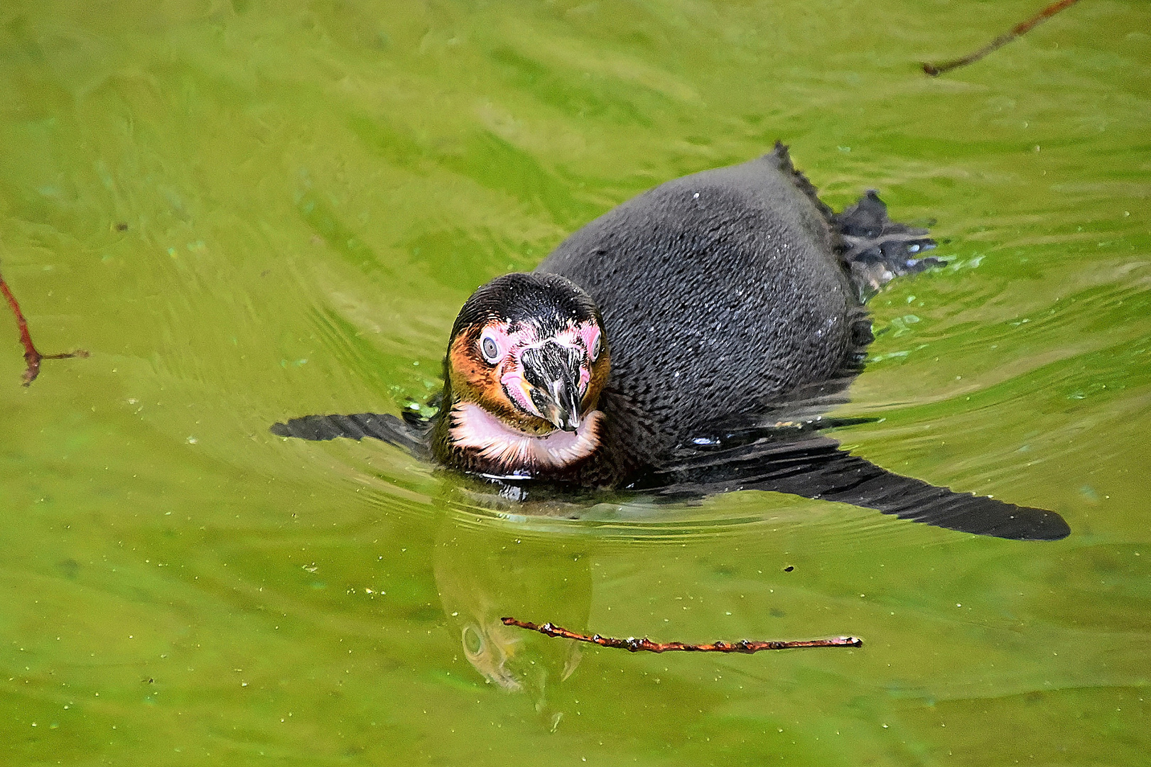 Humboldt-Pinguin (Spheniscus humboldti)