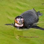 Humboldt-Pinguin (Spheniscus humboldti)