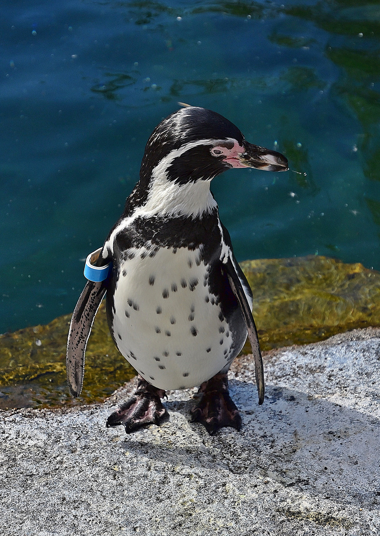 Humboldt-Pinguin (Spheniscus humboldti)