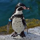 Humboldt-Pinguin (Spheniscus humboldti)