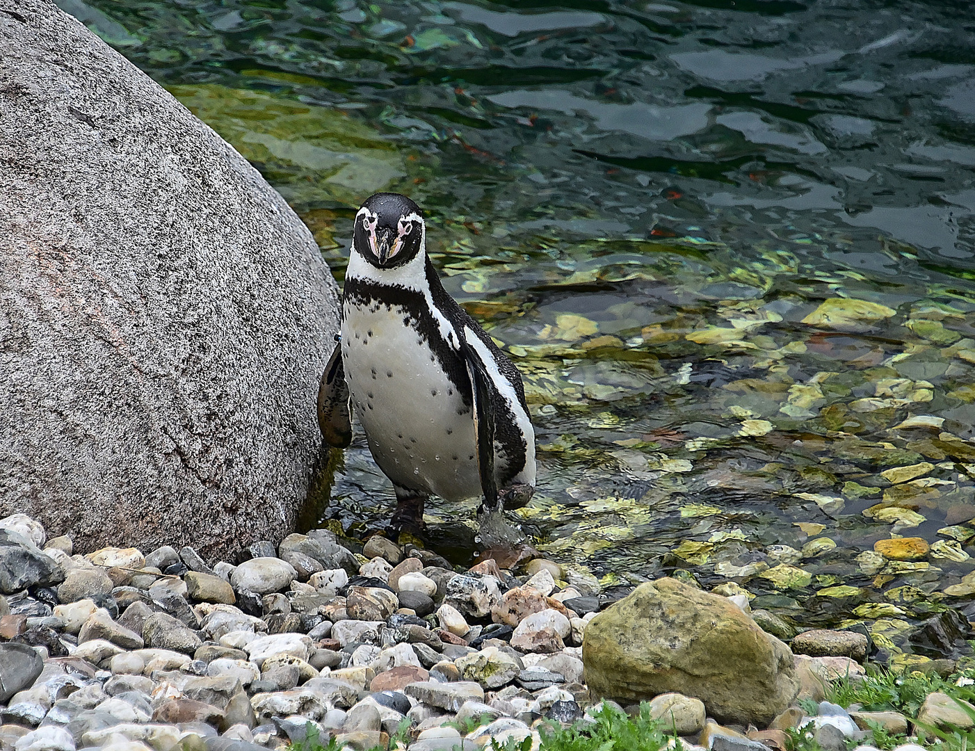 Humboldt-Pinguin (Spheniscus humboldti)