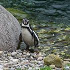 Humboldt-Pinguin (Spheniscus humboldti)