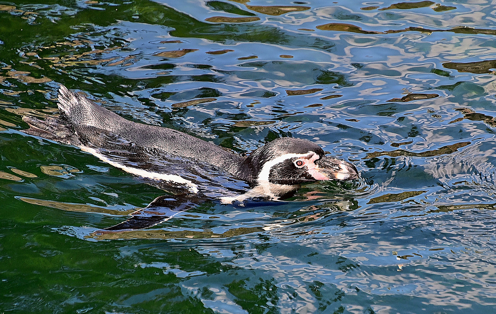 Humboldt-Pinguin (Spheniscus humboldti)