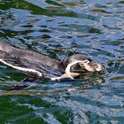 Humboldt-Pinguin (Spheniscus humboldti)