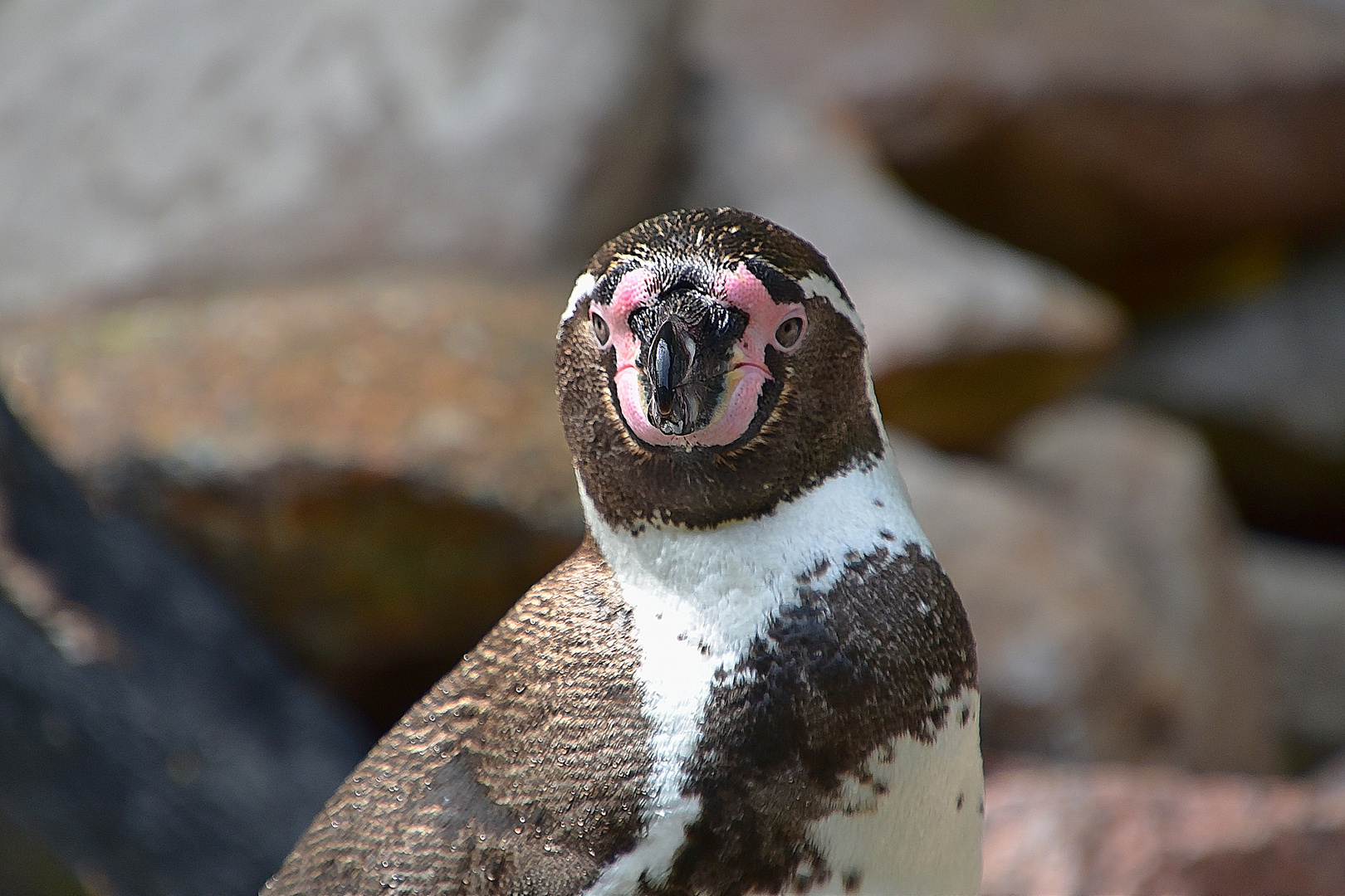 Humboldt-Pinguin (Spheniscus humboldti)