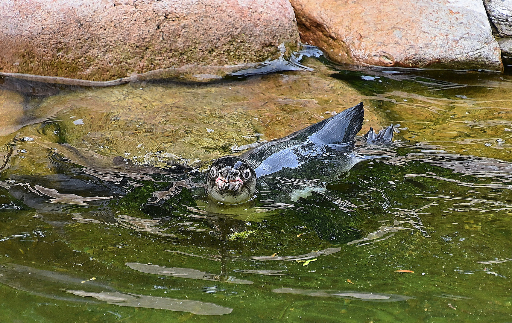 Humboldt-Pinguin (Spheniscus humboldti)