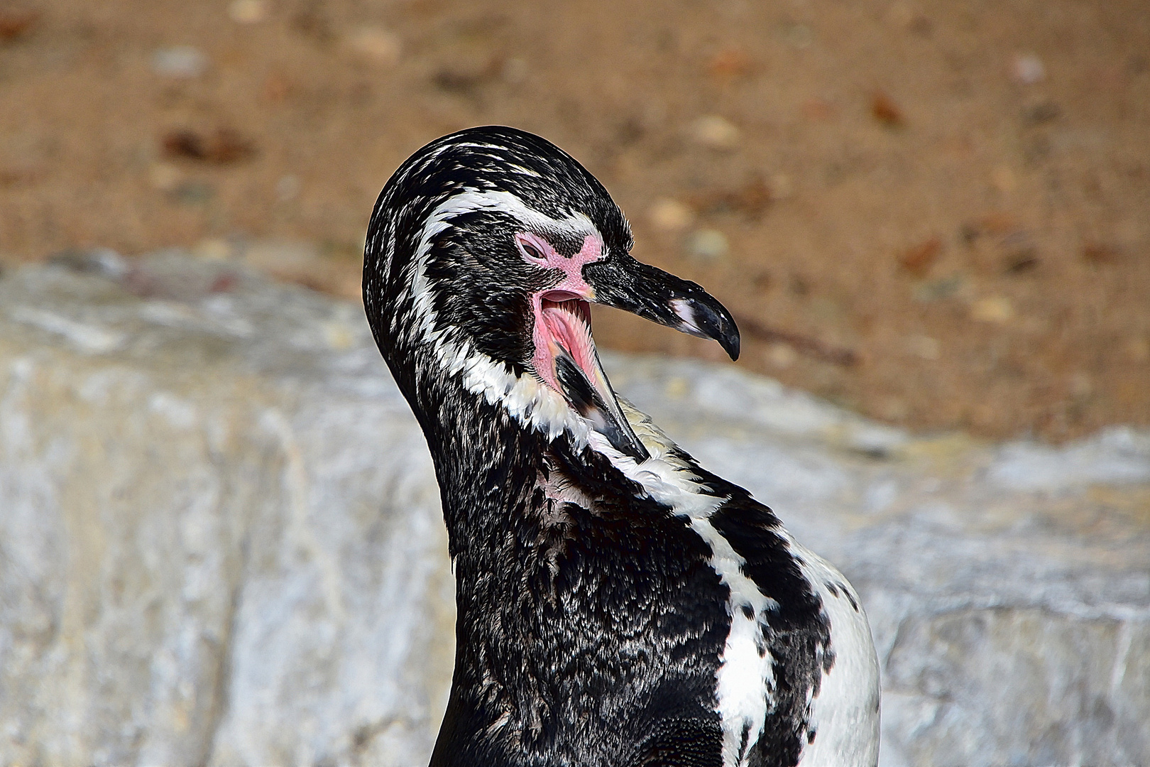 Humboldt-Pinguin (Spheniscus humboldti)