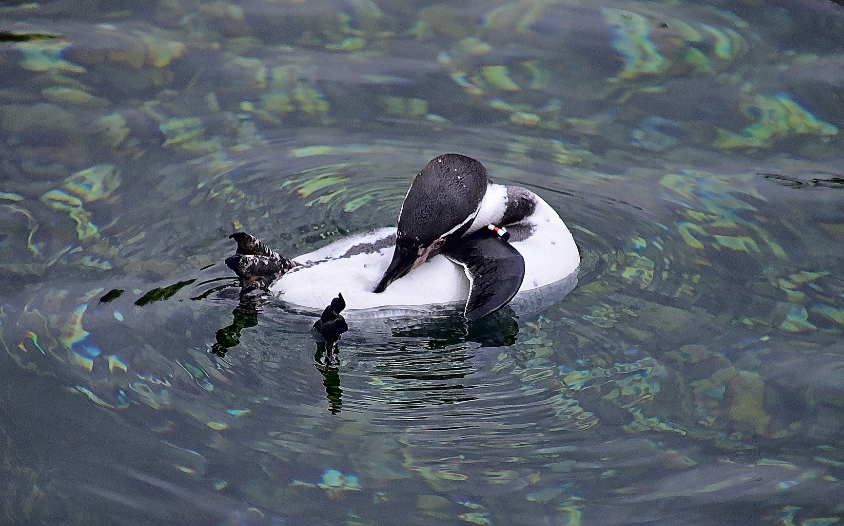 Humboldt-Pinguin (Spheniscus humboldti)