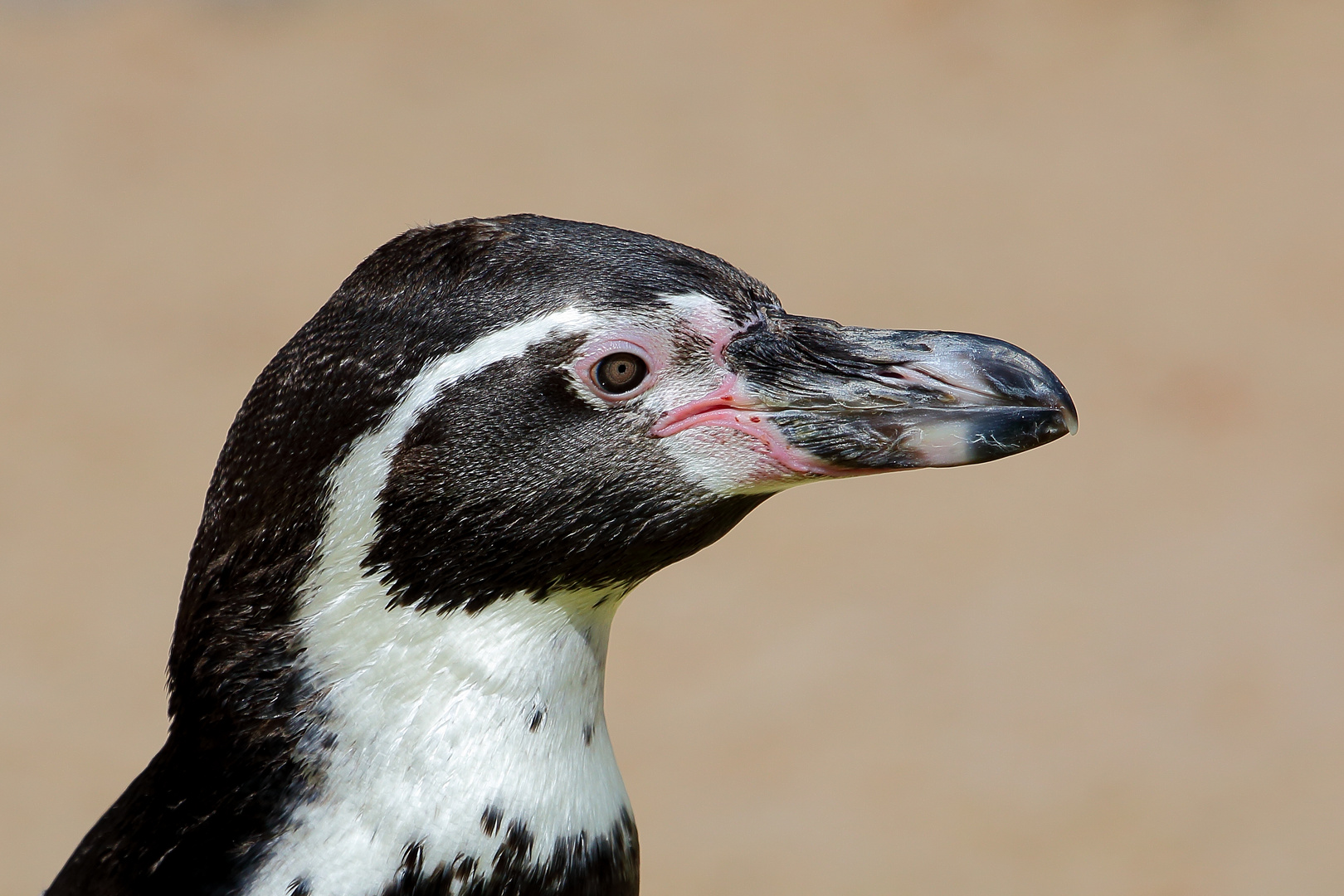 Humboldt-Pinguin (Spheniscus humboldti)