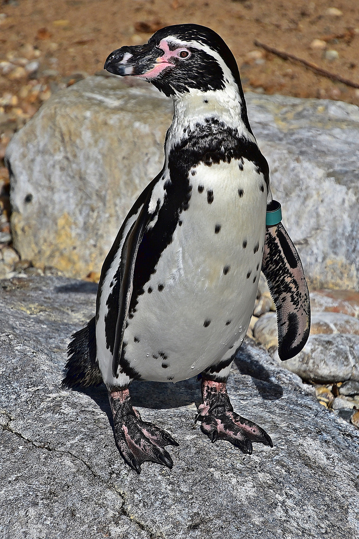 Humboldt-Pinguin (Spheniscus humboldti)