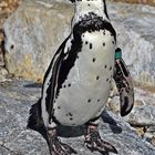 Humboldt-Pinguin (Spheniscus humboldti)