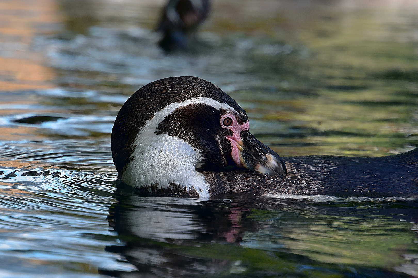 Humboldt-Pinguin (Spheniscus humboldti)