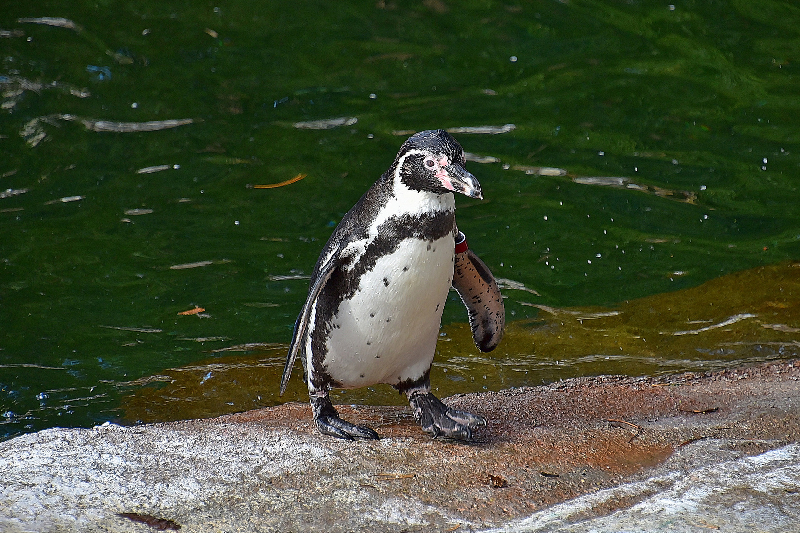 Humboldt-Pinguin (Spheniscus humboldti)