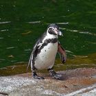 Humboldt-Pinguin (Spheniscus humboldti)