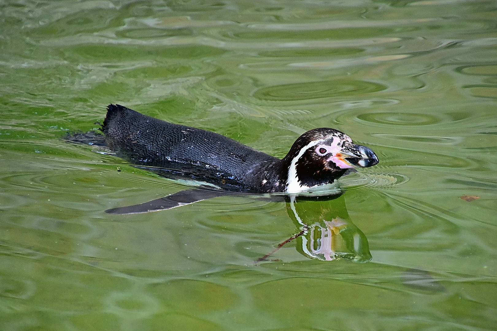 Humboldt-Pinguin (Spheniscus humboldti)