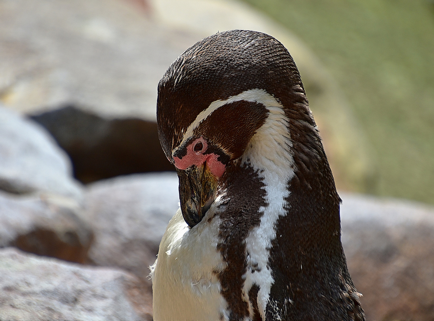 Humboldt-Pinguin (Spheniscus humboldti)