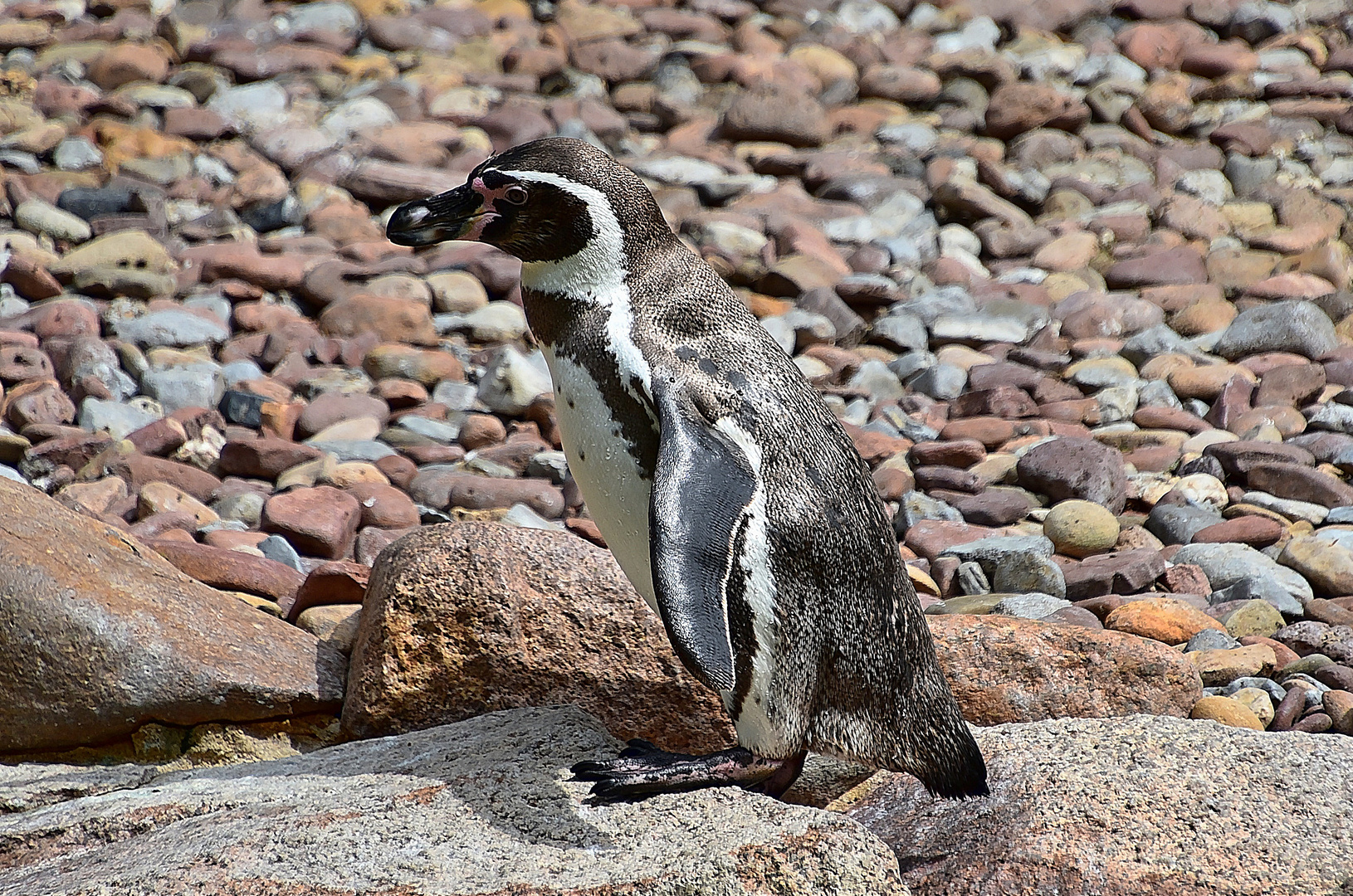 Humboldt-Pinguin (Spheniscus humboldti)